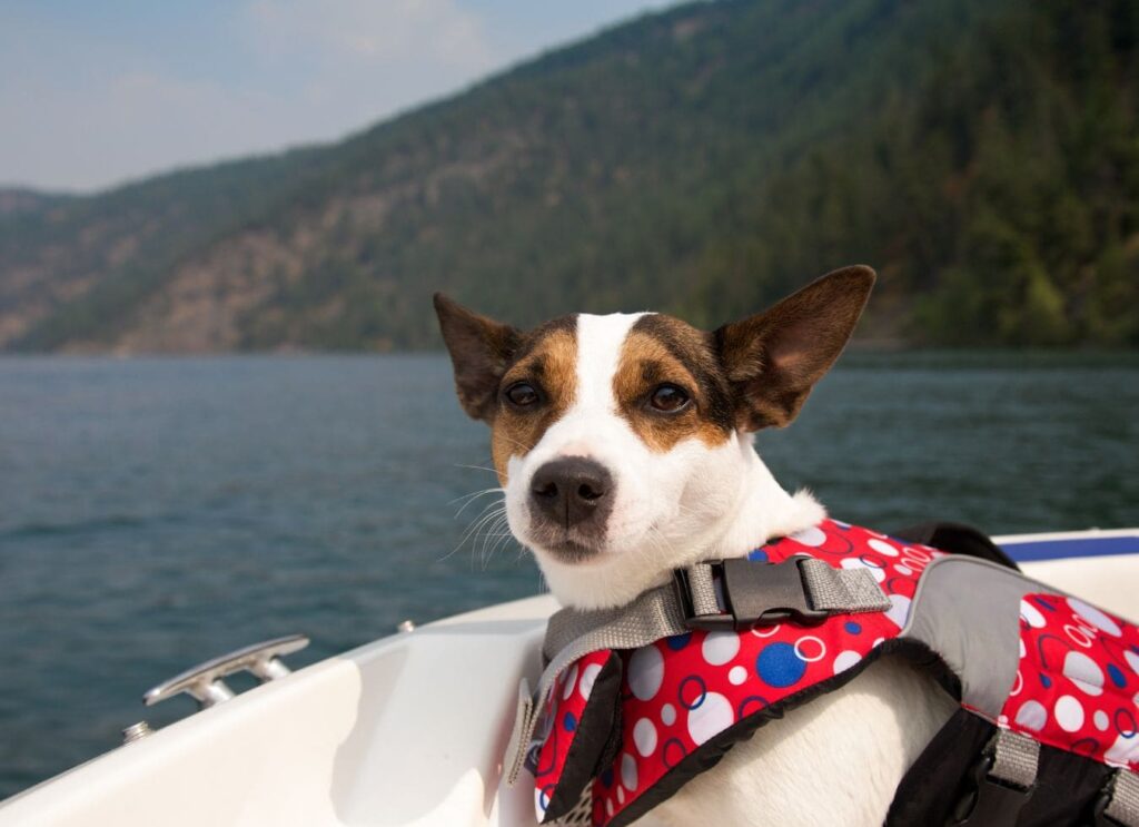Viajar en barco con mascotas
